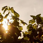 Vineyard19 Retz
