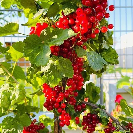 Vineyard19 Apartament