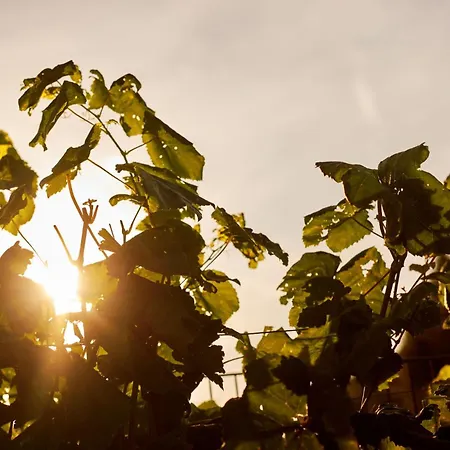 Vineyard19 Retz