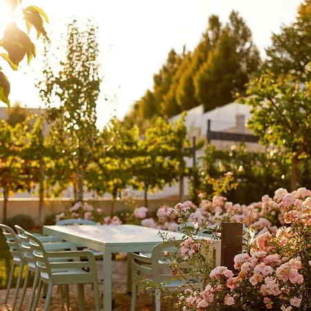 Vineyard19 *
