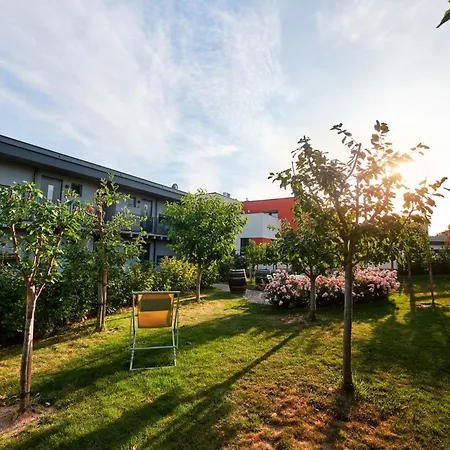 Vineyard19