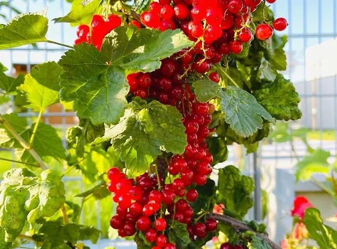 Vineyard19 Apartment